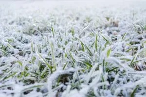grow green grass in the winter with these lawn care tips in O'Fallon Illinois